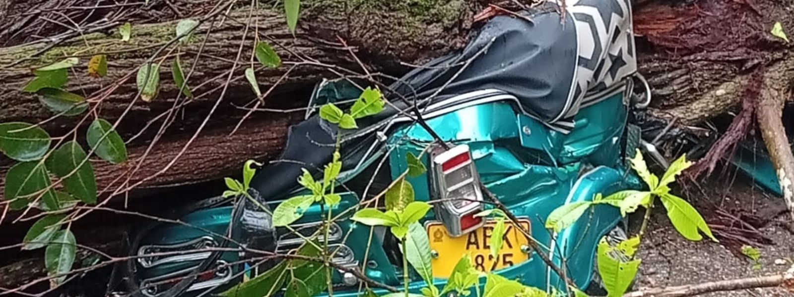 Falling Tree Claims 3 Lives Including Schoolgirl